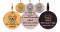 โกลเด้น — Golden (Golden Retriever)